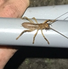 Gryllacrididae (family) (Wood, Raspy or Leaf Rolling Cricket) at Green Cape, NSW - 22 Apr 2022 by MattFox