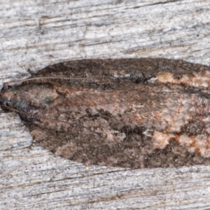 Thrincophora lignigerana at Melba, ACT - 9 May 2022 12:18 AM