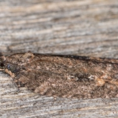 Thrincophora lignigerana at Melba, ACT - 9 May 2022