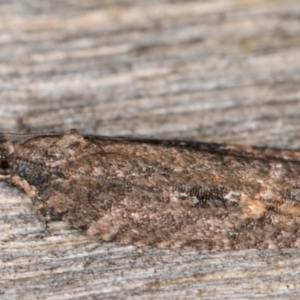 Thrincophora lignigerana at Melba, ACT - 9 May 2022