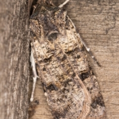 Agrotis porphyricollis (Variable Cutworm) at Melba, ACT - 9 May 2022 by kasiaaus