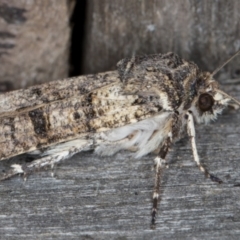 Agrotis porphyricollis at Melba, ACT - 9 May 2022 12:23 AM