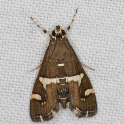 Spoladea recurvalis (Beet Webworm) at Melba, ACT - 9 May 2022 by kasiaaus