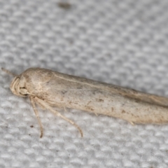 Blastobasis (genus) at Melba, ACT - 9 May 2022 09:44 PM