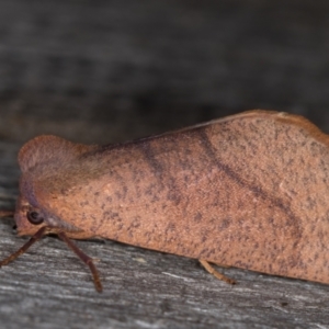 Fisera perplexata at Melba, ACT - 10 May 2022