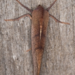 Fisera perplexata at Melba, ACT - 10 May 2022 12:33 AM