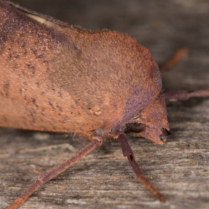 Fisera perplexata at Melba, ACT - 10 May 2022