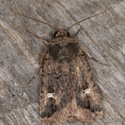 Proteuxoa microspila (Little Noctuid) at Melba, ACT - 9 May 2022 by kasiaaus