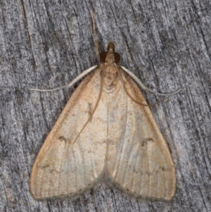 Metasia pharisalis at Melba, ACT - 10 May 2022