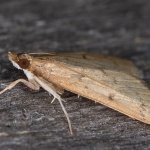 Metasia pharisalis at Melba, ACT - 10 May 2022