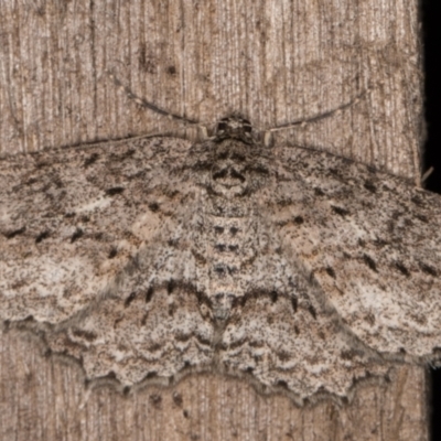 Ectropis fractaria (Ringed Bark Moth) at Melba, ACT - 9 May 2022 by kasiaaus