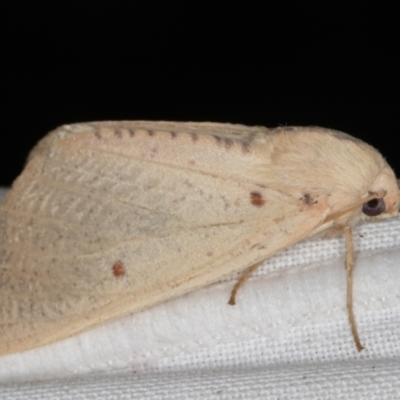 Plesanemma fucata (Lemon Gum Moth) at Melba, ACT - 9 May 2022 by kasiaaus