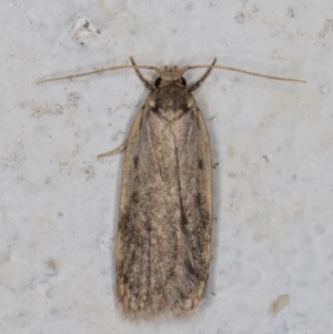 Oecophoridae (family) at Melba, ACT - 10 May 2022 10:25 PM