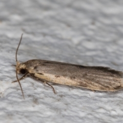 Oecophoridae (family) at Melba, ACT - 10 May 2022