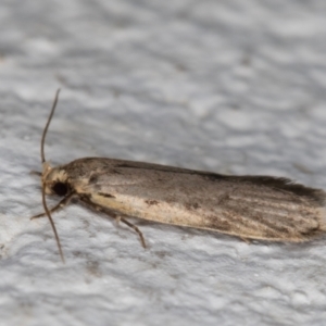 Oecophoridae (family) at Melba, ACT - 10 May 2022 10:25 PM