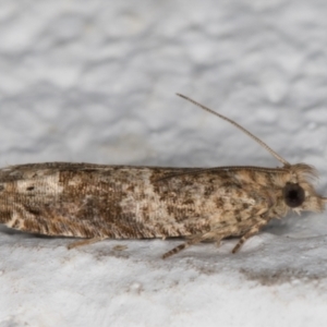 Crocidosema plebejana at Melba, ACT - 11 May 2022 12:18 AM