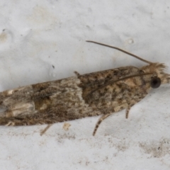 Crocidosema plebejana at Melba, ACT - 11 May 2022 12:18 AM