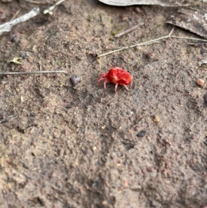 Trombidiidae (family) at Hackett, ACT - 13 May 2022