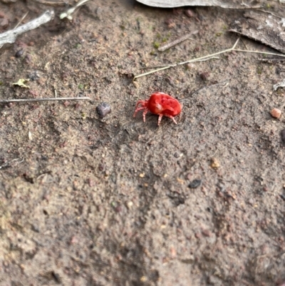Trombidiidae (family) (Red velvet mite) at Hackett, ACT - 13 May 2022 by Boagshoags