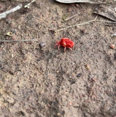 Trombidiidae (family) (Red velvet mite) at Mount Majura - 13 May 2022 by Boagshoags