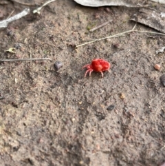 Trombidiidae (family) at Hackett, ACT - 13 May 2022