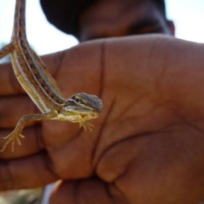 Diporiphora winneckei (Canegrass Dragon) at Petermann, NT - 20 Mar 2012 by jksmits