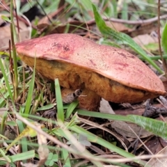 zz bolete at Bruce, ACT - 13 May 2022 by trevorpreston