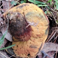 zz bolete at Bruce, ACT - 13 May 2022