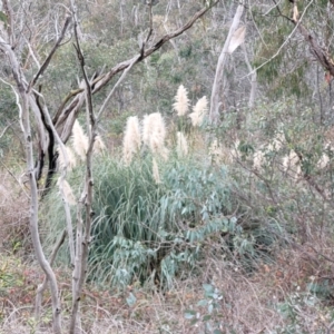 Cortaderia selloana at Bruce, ACT - 13 May 2022