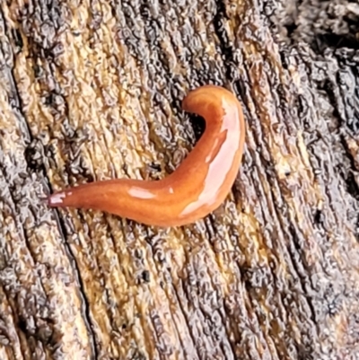 Anzoplana trilineata (A Flatworm) at Bruce Ridge to Gossan Hill - 13 May 2022 by trevorpreston