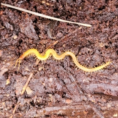 Geophilomorpha sp. (order) (Earth or soil centipede) at Flea Bog Flat, Bruce - 13 May 2022 by trevorpreston