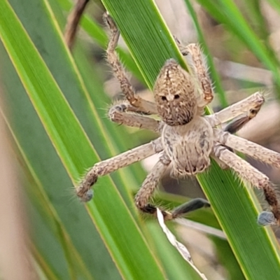 Neosparassus diana at Flea Bog Flat, Bruce - 13 May 2022 by trevorpreston