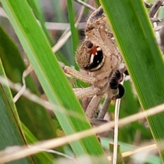 Neosparassus diana at Bruce, ACT - 13 May 2022