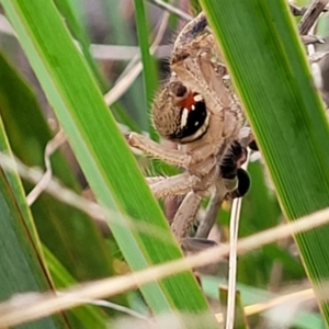 Neosparassus diana at Bruce, ACT - 13 May 2022