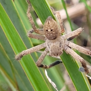 Neosparassus diana at Bruce, ACT - 13 May 2022