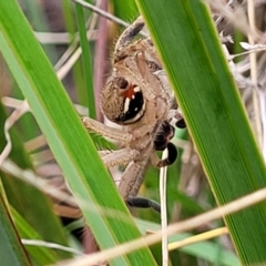 Neosparassus diana at Bruce, ACT - 13 May 2022