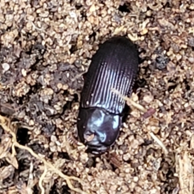 Uloma (Uloma) sanguinipes (Darkling beetle) at Flea Bog Flat, Bruce - 13 May 2022 by trevorpreston