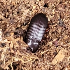 Uloma (Uloma) sanguinipes at Bruce, ACT - 13 May 2022 03:40 PM