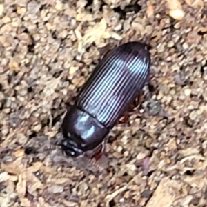 Uloma (Uloma) sanguinipes at Bruce, ACT - 13 May 2022 03:40 PM