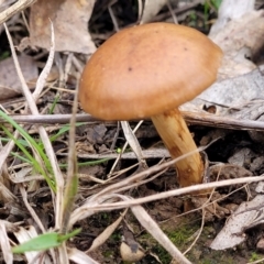 Cortinarius sp. (Cortinarius) at Bruce, ACT - 13 May 2022 by trevorpreston