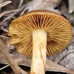 Cortinarius sp. at Bruce, ACT - 13 May 2022 03:43 PM