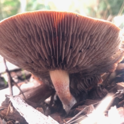 Unverified Fungus at Aranda, ACT - 13 May 2022 by KMcCue