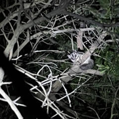 Petaurus notatus (Krefft’s Glider, Sugar Glider) at Flea Bog Flat, Bruce - 13 May 2022 by JVR