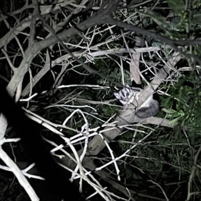 Petaurus notatus (Krefft’s Glider, Sugar Glider) at Bruce Ridge to Gossan Hill - 13 May 2022 by JVR