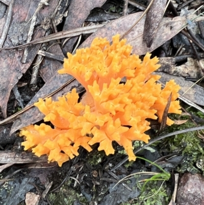 zz coralloid at Mount Jerrabomberra - 13 May 2022 by FeralGhostbat
