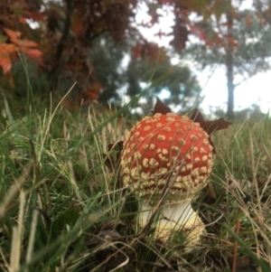 Amanita muscaria at Franklin, ACT - 13 May 2022