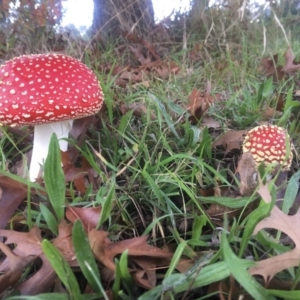 Amanita muscaria at Franklin, ACT - 13 May 2022