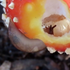 Ambigolimax sp. (valentius and waterstoni) at Greenway, ACT - 13 May 2022