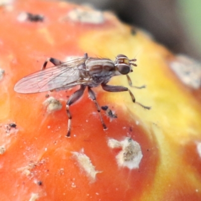 Tapeigaster nigricornis (Striped Sun Fly) at Pine Island to Point Hut - 13 May 2022 by RodDeb