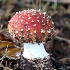 Amanita muscaria (Fly Agaric) at Greenway, ACT - 13 May 2022 by RodDeb